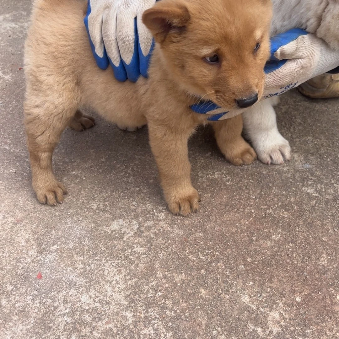 骑***猫中华田园犬小妹妹