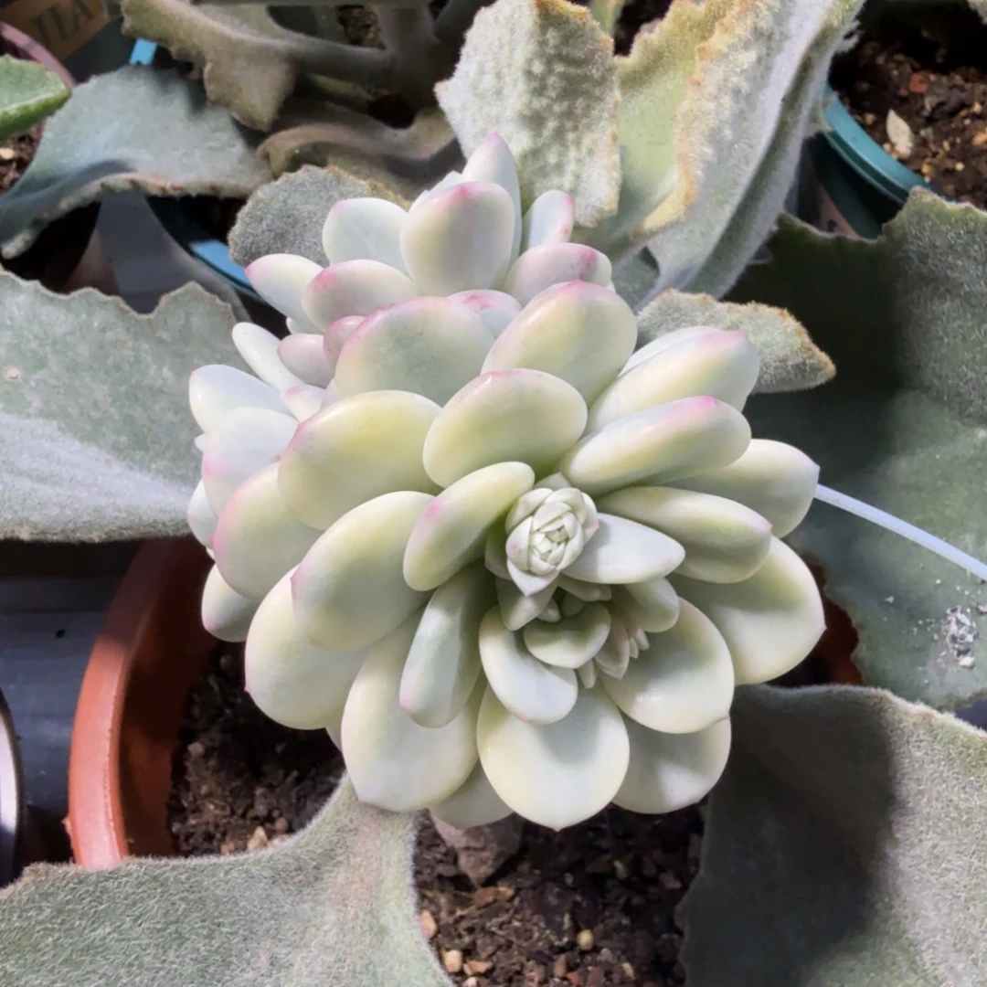 老香水锦，多肉锦多肉