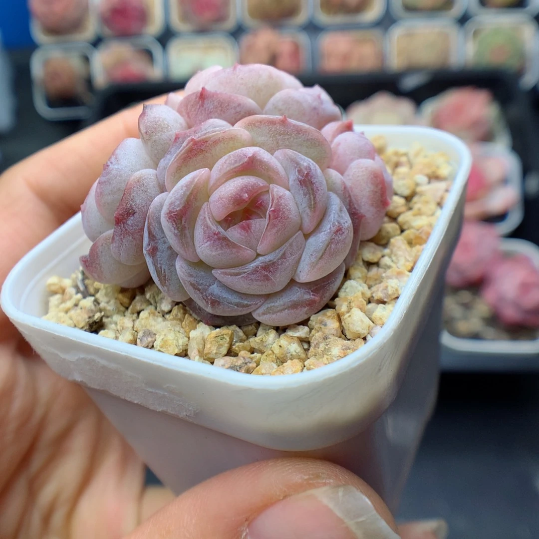 ⁽****⁾多肉植物。 糖心