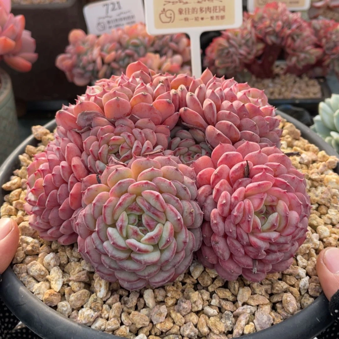 【闪购商品】白胖子825