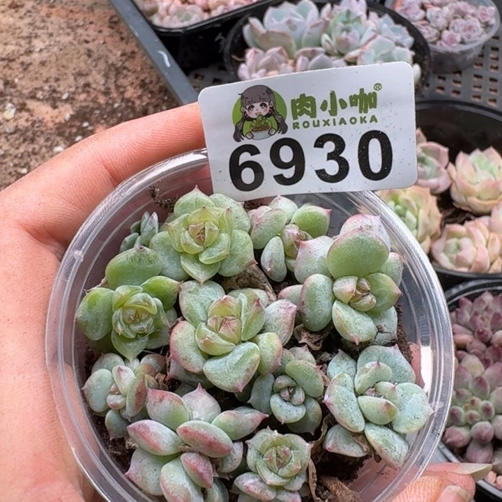 多肉植物多肉植物
