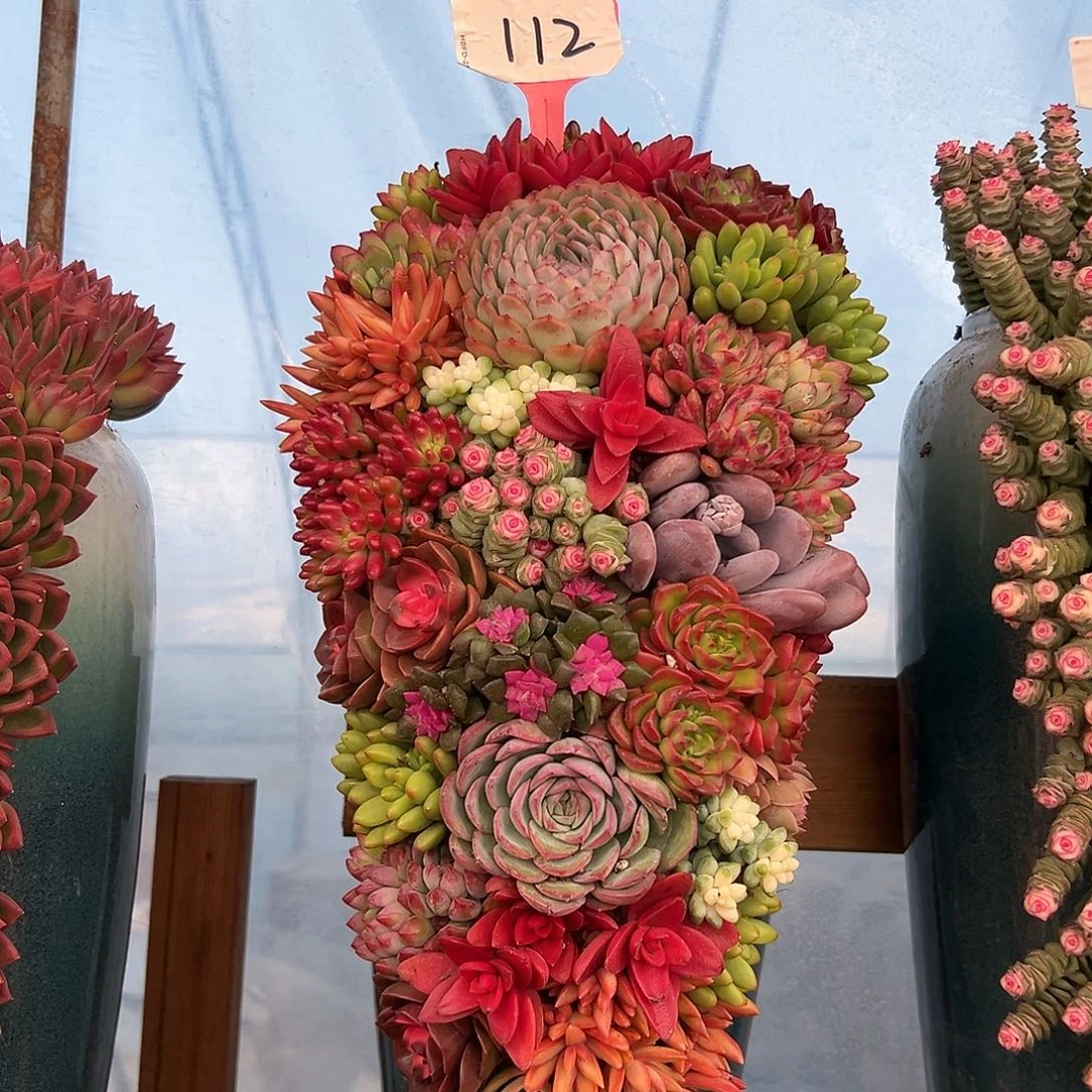 112全家福多肉最大组合