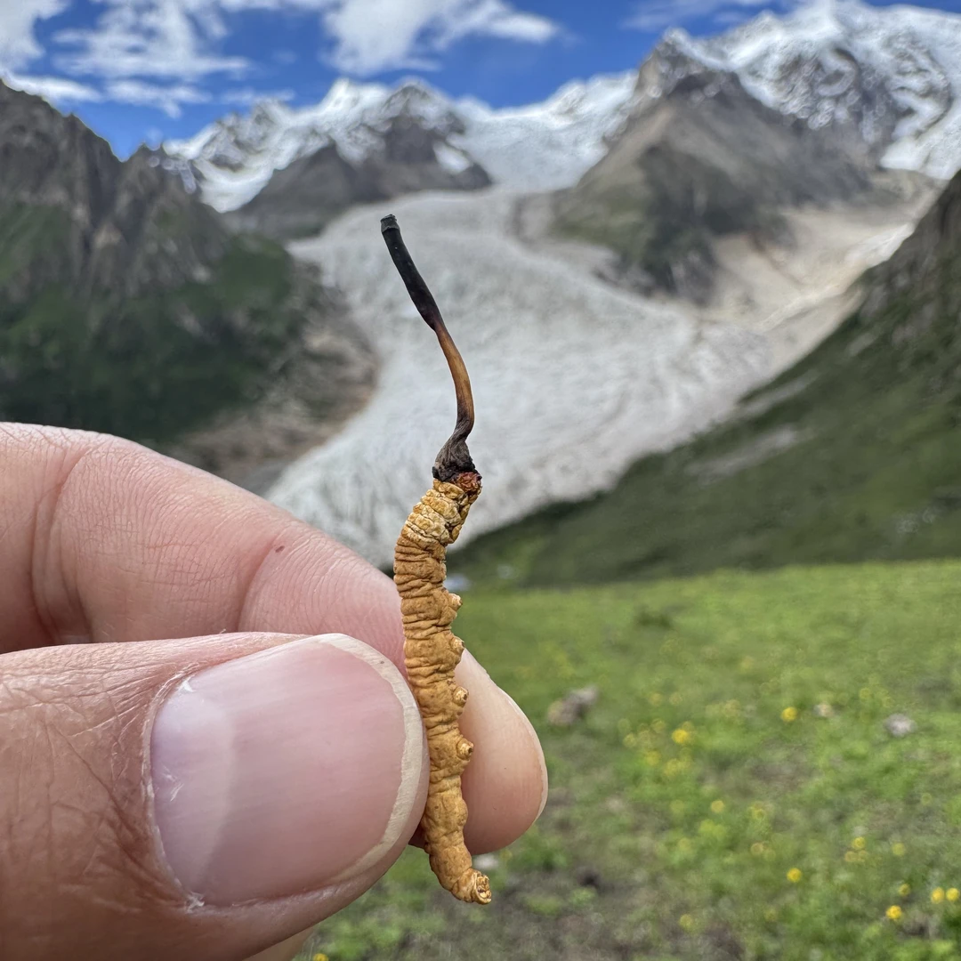 【西原】5根一克 那曲虫草