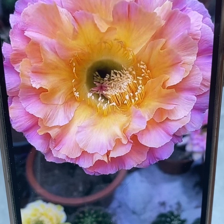 香香1-200号带根5公分左右