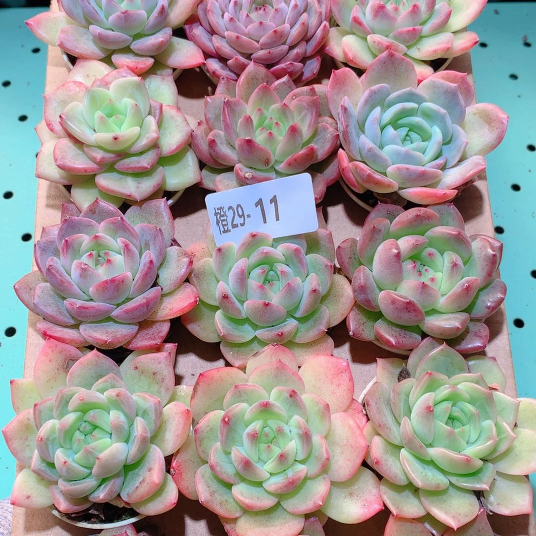 29-11一物一拍多肉带盆18颗