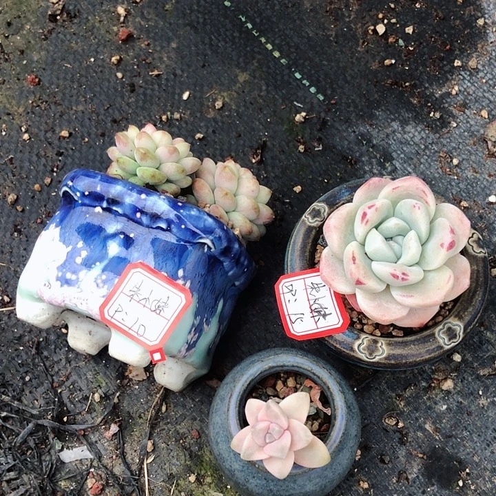 朱小妹    2带盆  1个盆