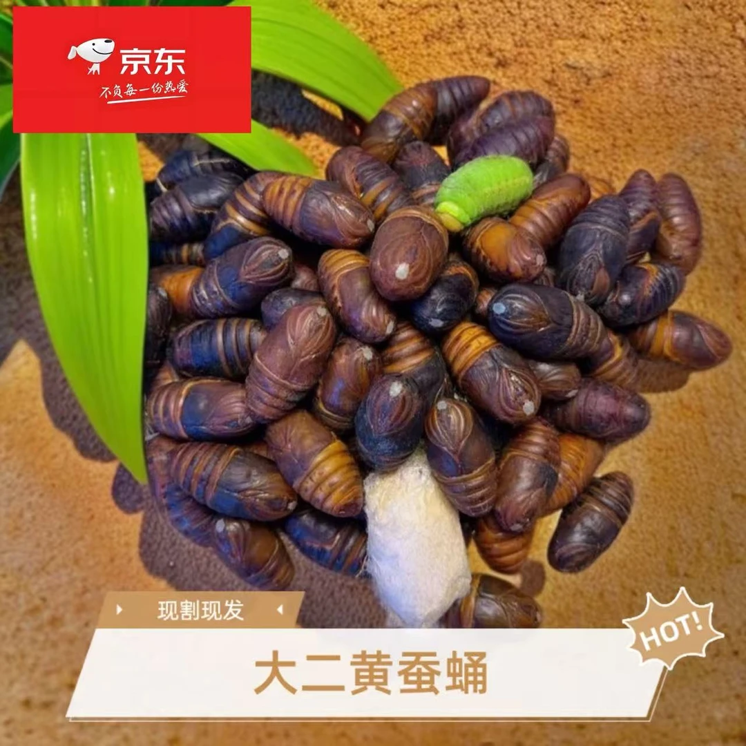 东北辽宁凤城柞蚕大二黄蚕蛹（高蛋白）
