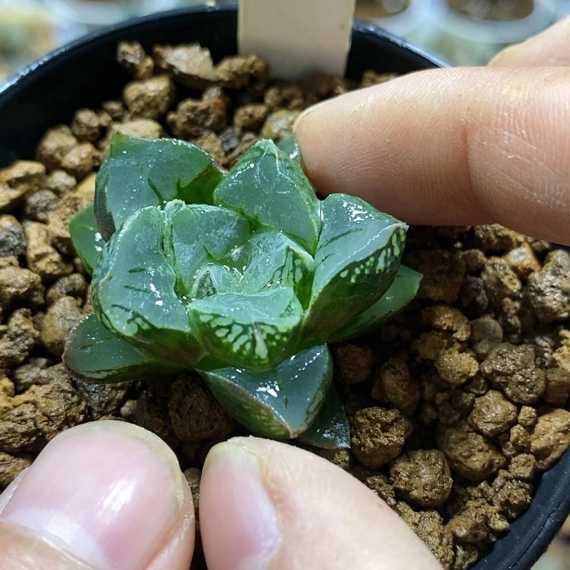 【闪购商品】119实生