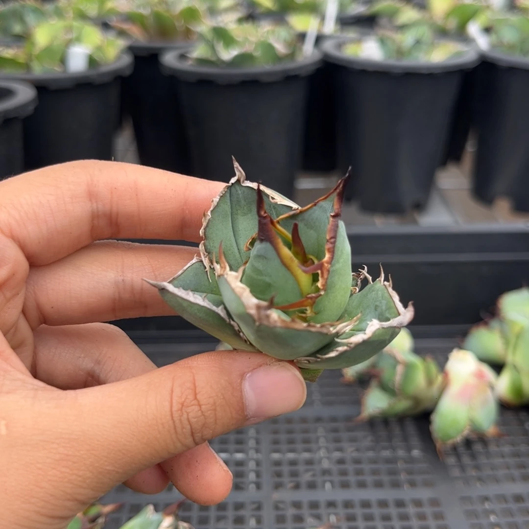 龙舌兰仁王冠芽子