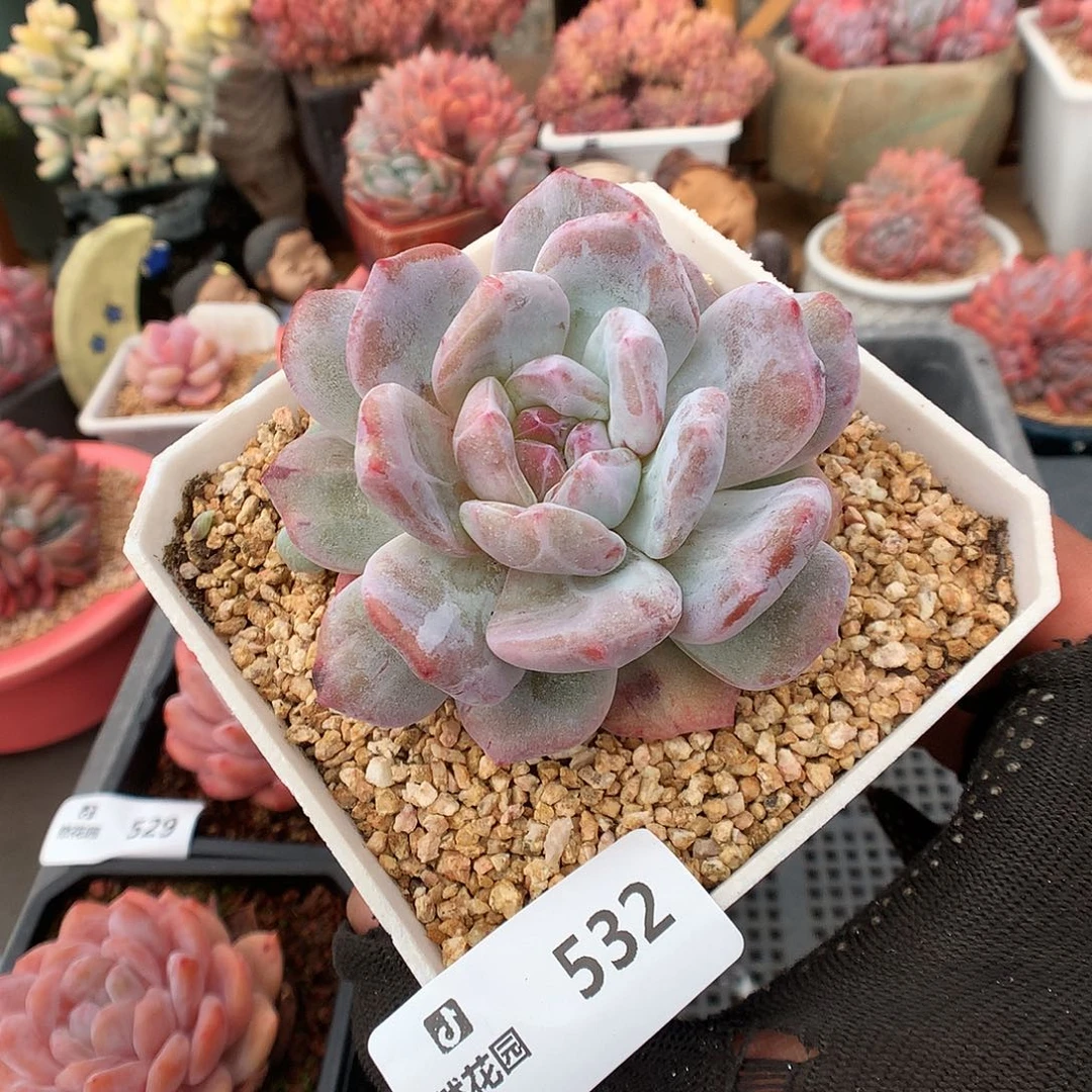 532梦露石化多肉植物