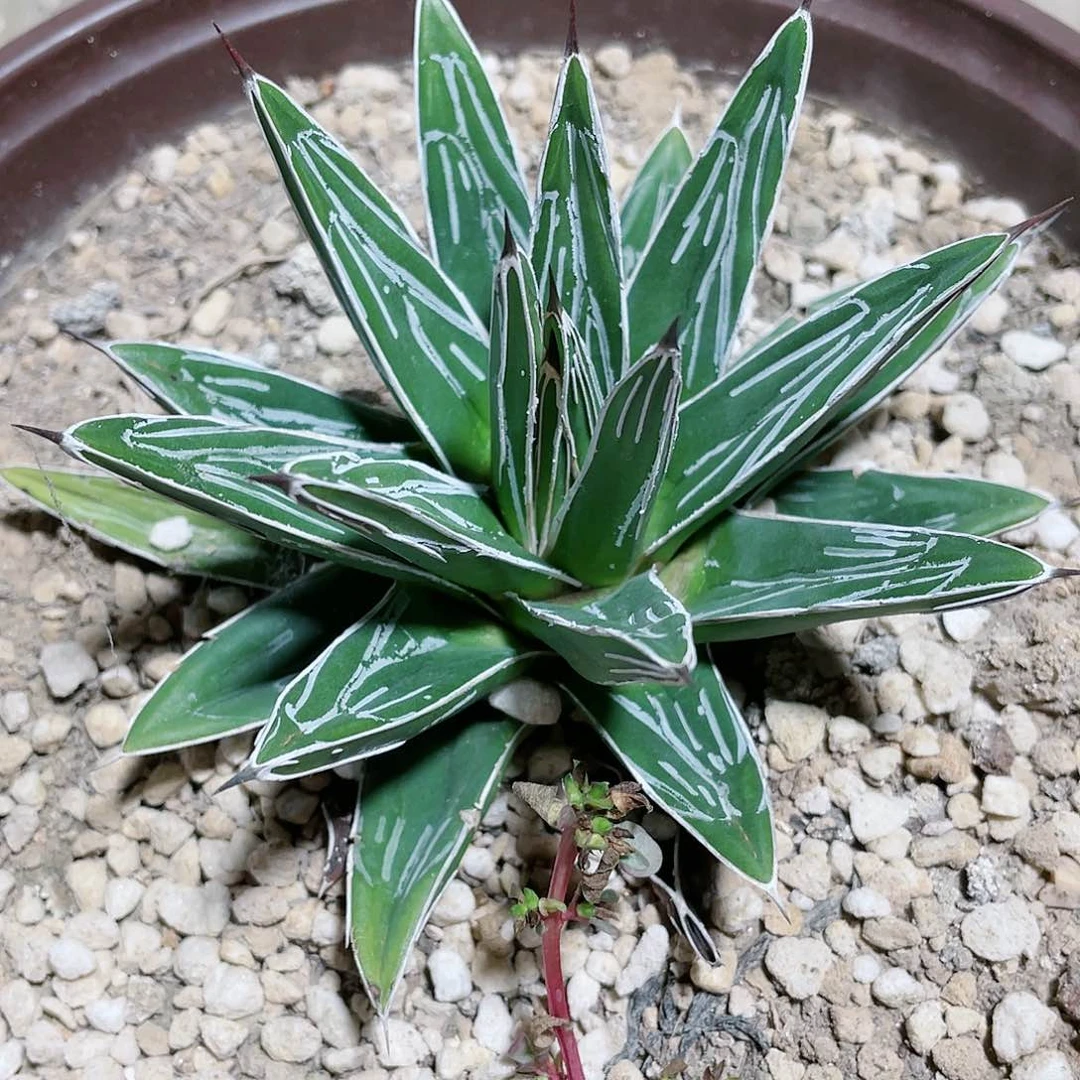 庆****)宫本屉之雪小苗龙舌兰包邮