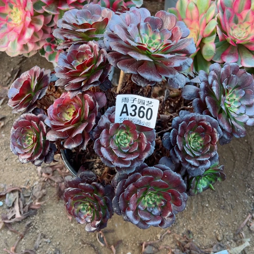 360美姬尺寸20左右特价不售后