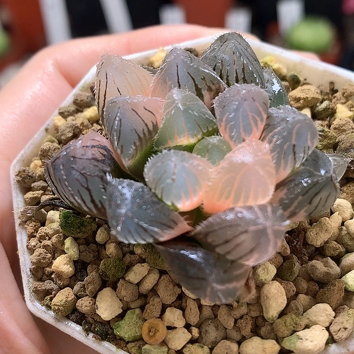 巨大赤线玉露锦大臣土yx