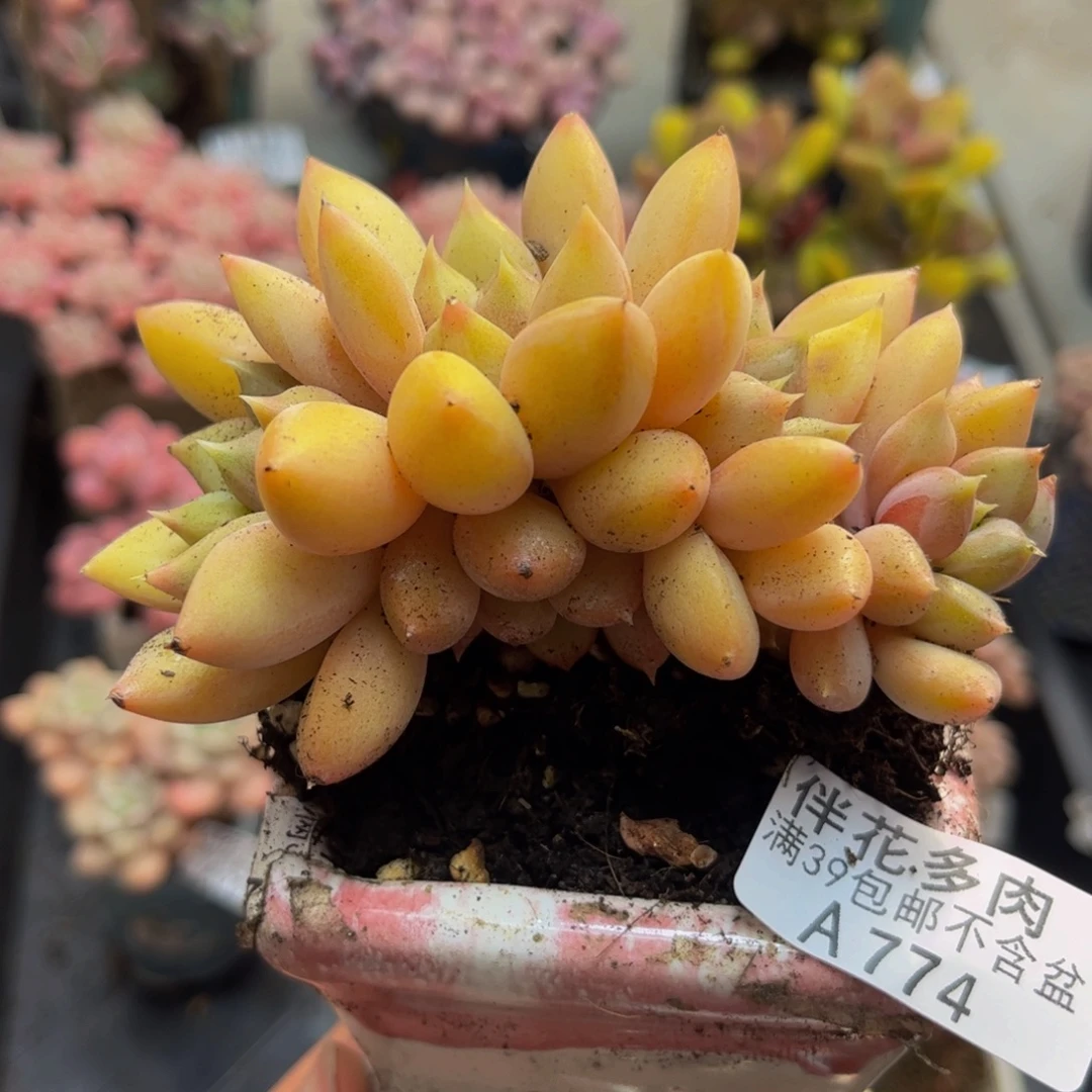 774象牙朵朵缀8cm多肉