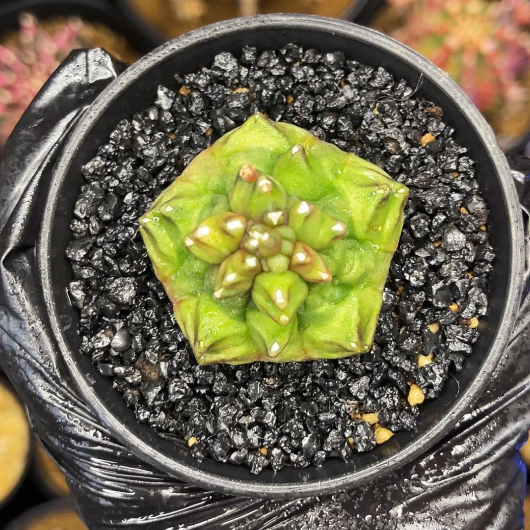 五角花 一物一拍～～～～