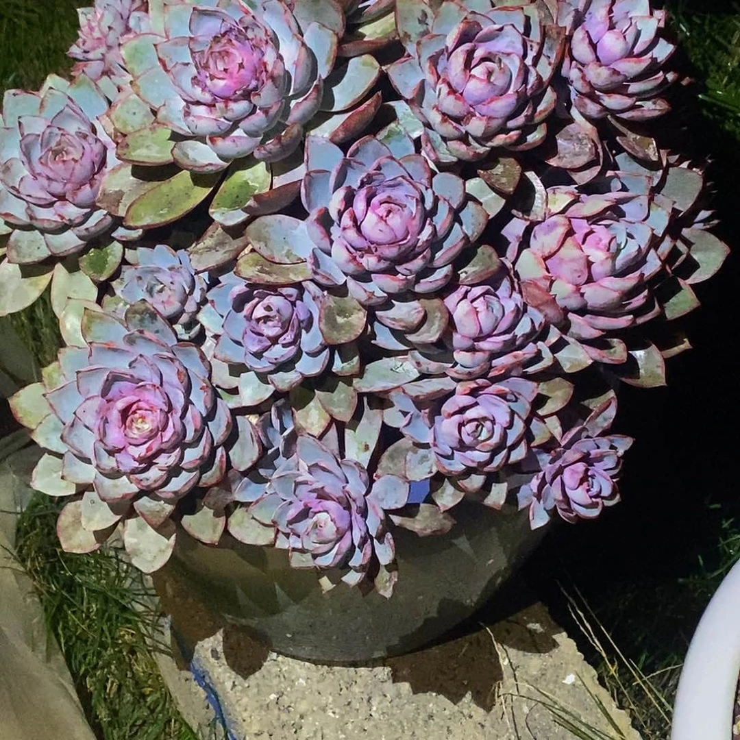 赫拉多肉植物带盆物流寄养