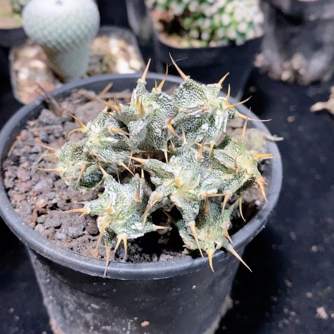 实生复隆般若自然群品相自观如图4.9厘米