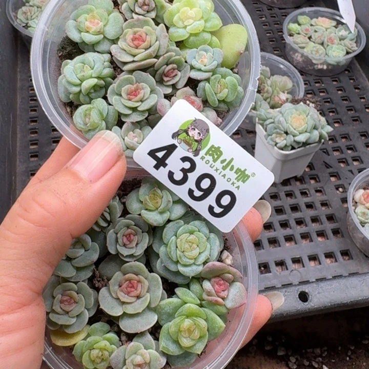 +***～多肉植物多肉植物