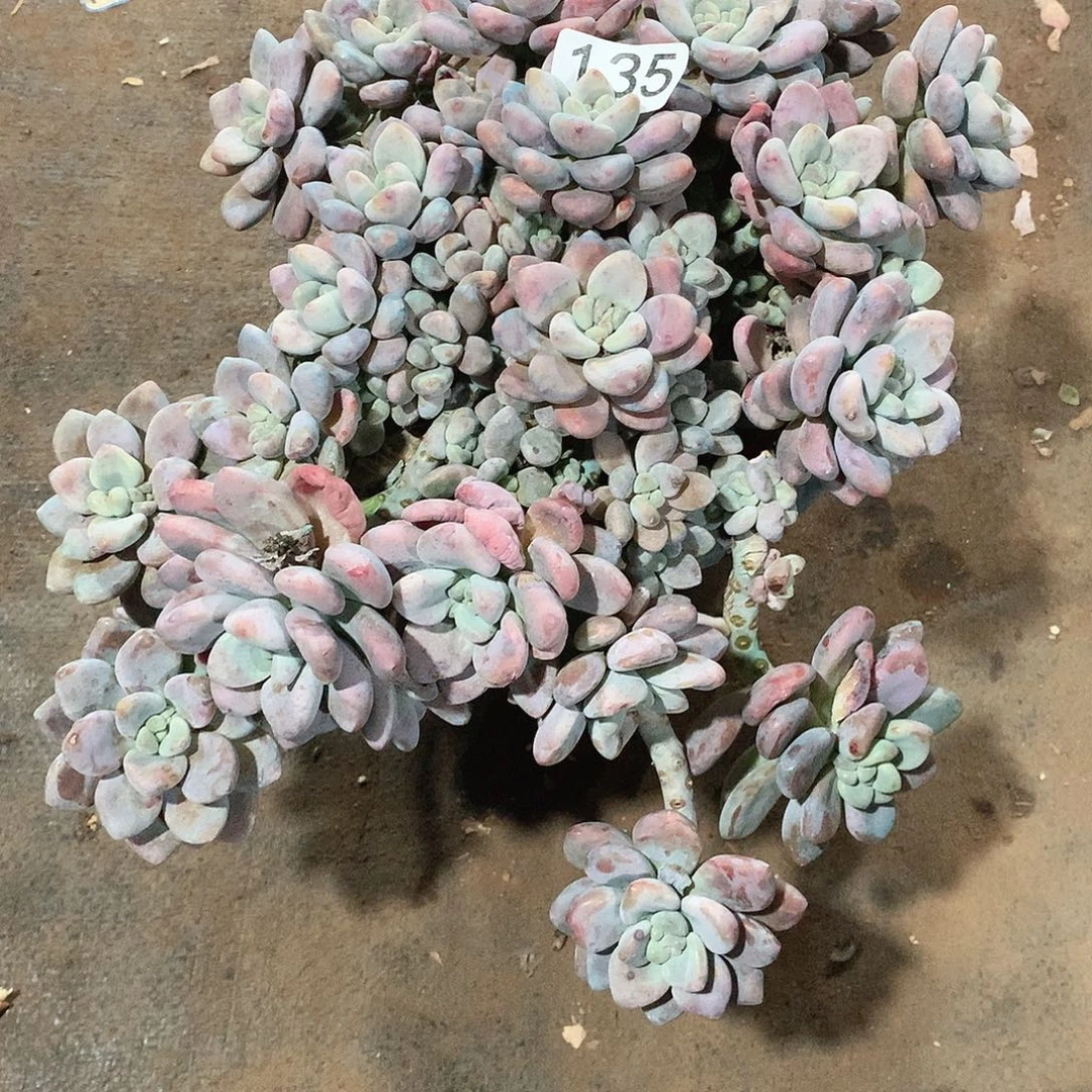 135洛神 一物一拍