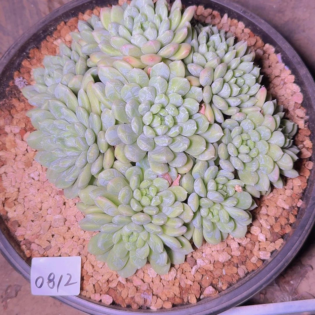 柯***珉0812百搭翡翠多肉