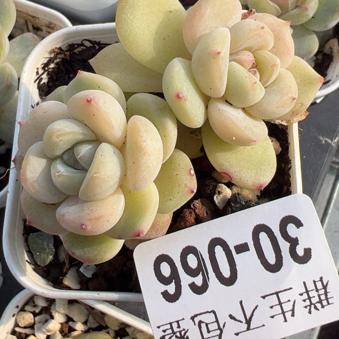 小卡拉米糖心一物一拍30-66