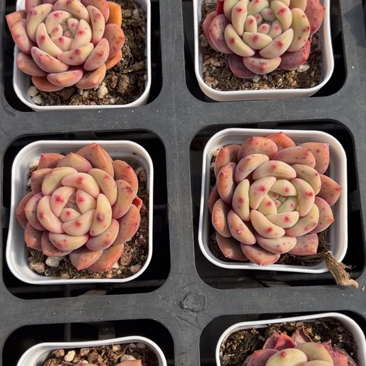 凌雪单头一颗量拍多肉满20包邮