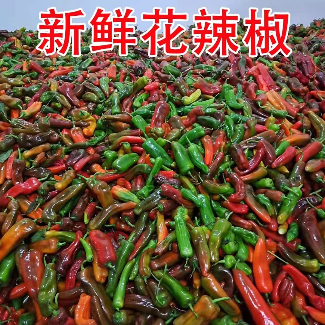 【彩花椒】安徽农家种植青紫花色椒彩虹椒新鲜现摘满汁厚花辣椒脆椒