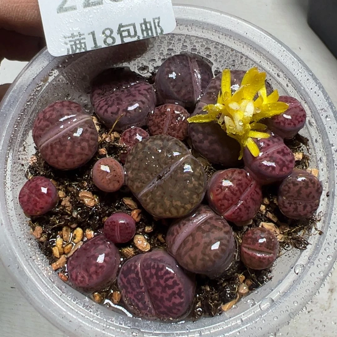 【闪购商品】 228。