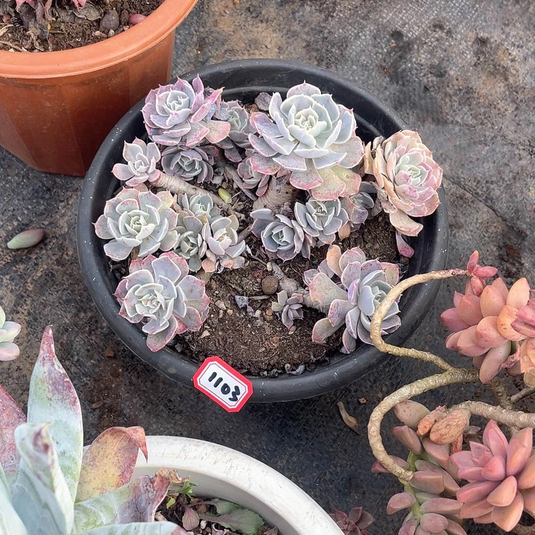 1103沙漠 一物一拍多肉