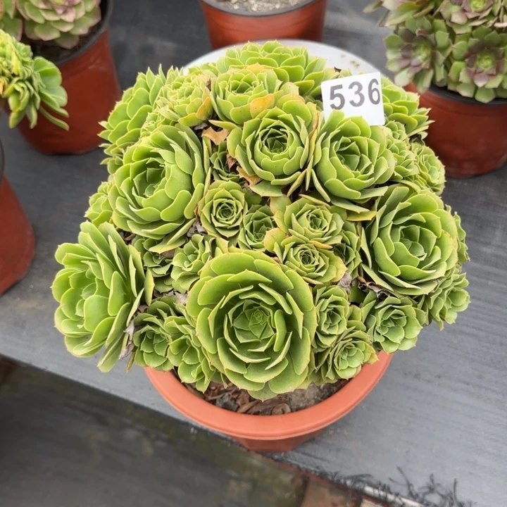 多肉植物绿朵朵536