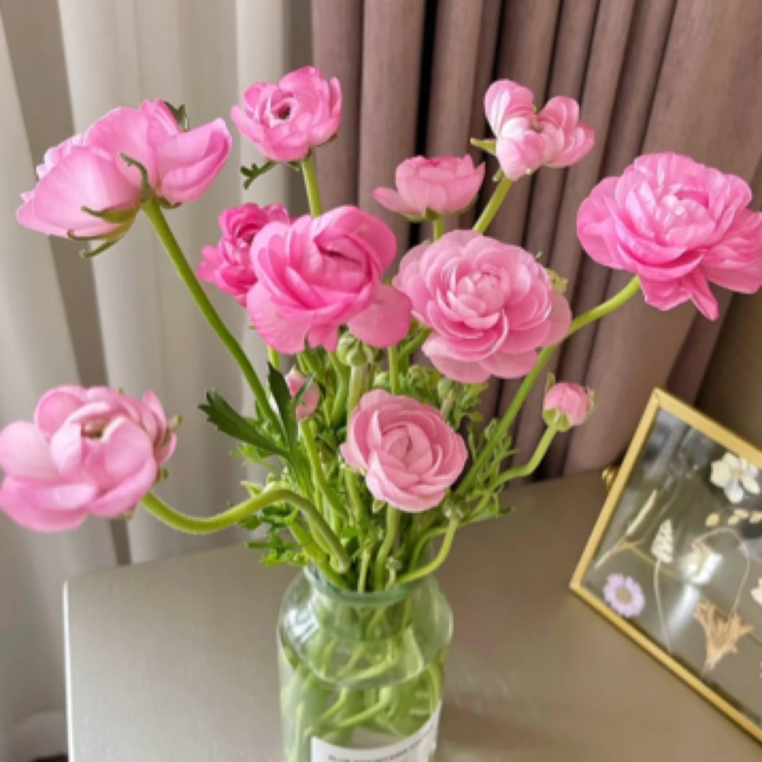 家养洋牡丹超好看下单备注颜色一扎10只！成扎来货价格优惠有个别损耗属正常，不超过2只不退不换！介意者甚拍！