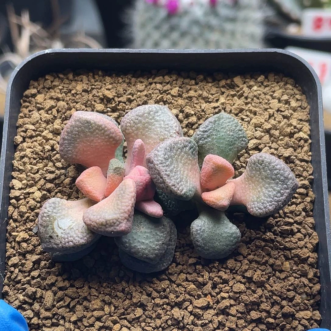 实生双头唐扇锦仙人球多肉