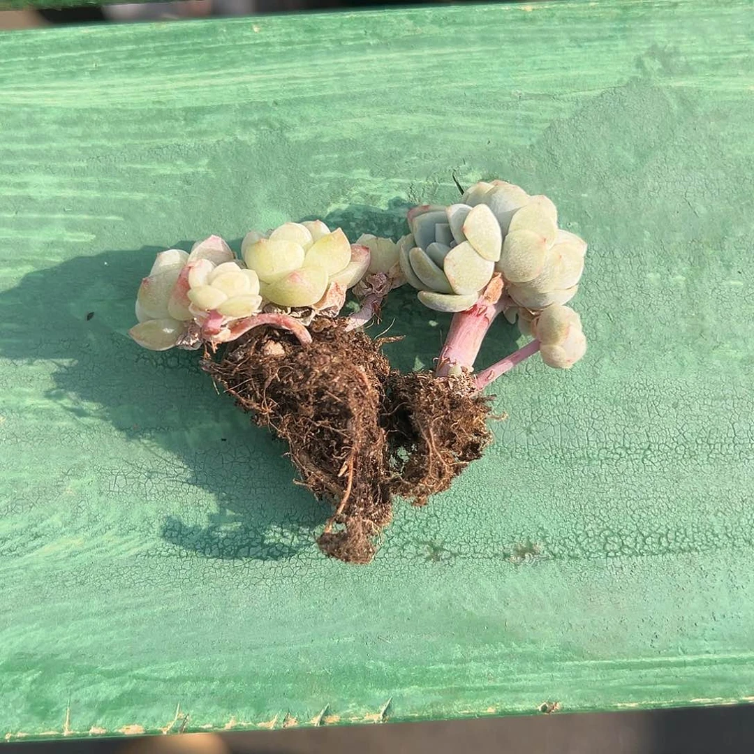 璃*啊石榴籽星影小树福利