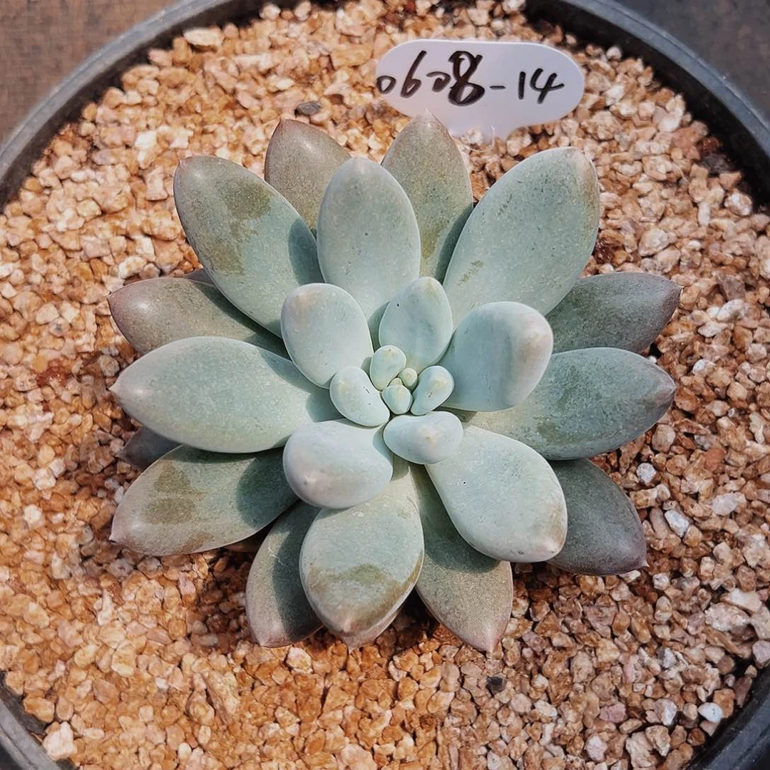 小***˙0608-14胖体哥特萝莉