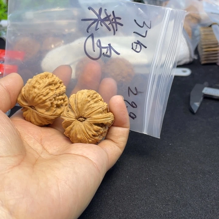 文玩核桃把件菜*白狮子