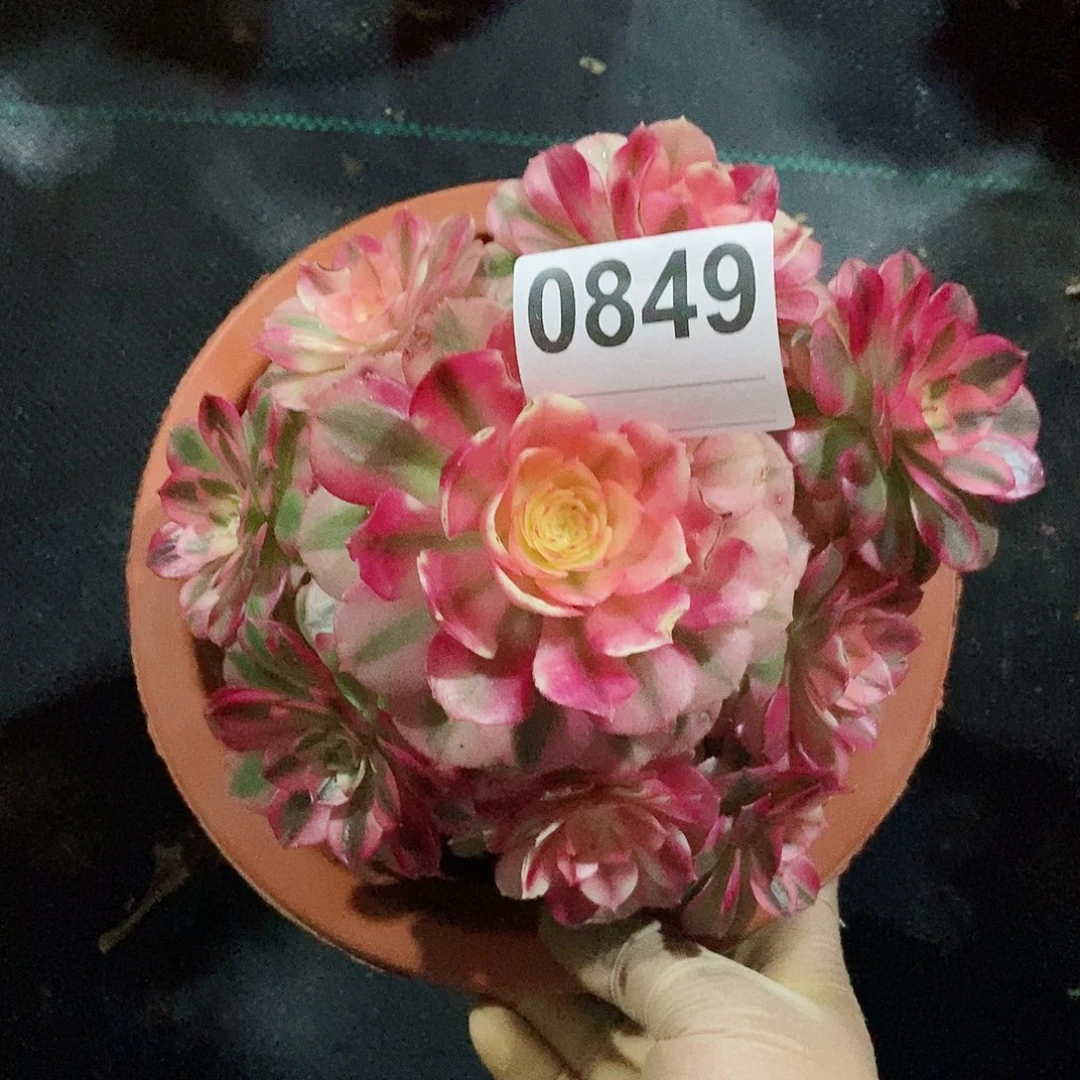 红陶0849倾城4叶子有点干冠16