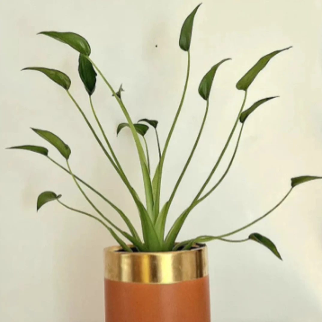 新品种好看 小舞者千手观音海芋ins好养网红同款阳台热植盆栽