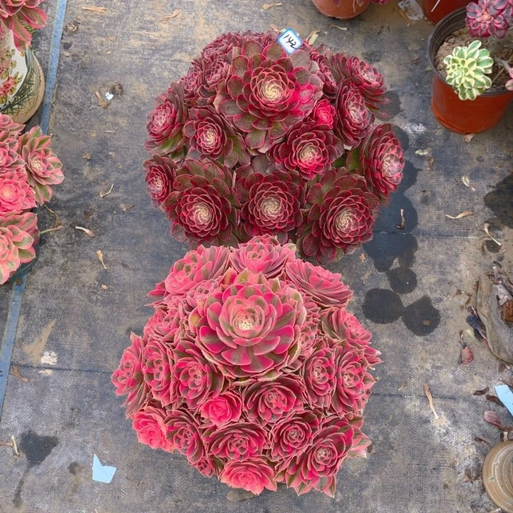 宁**远142粉女巫，粉女巫多肉法师