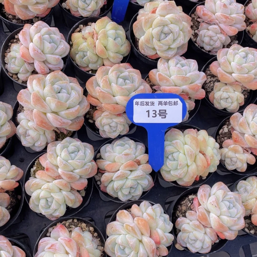 13号奶油白底凝脂胖冰玉双头一个m