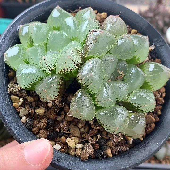 双头糯玉露一物一拍