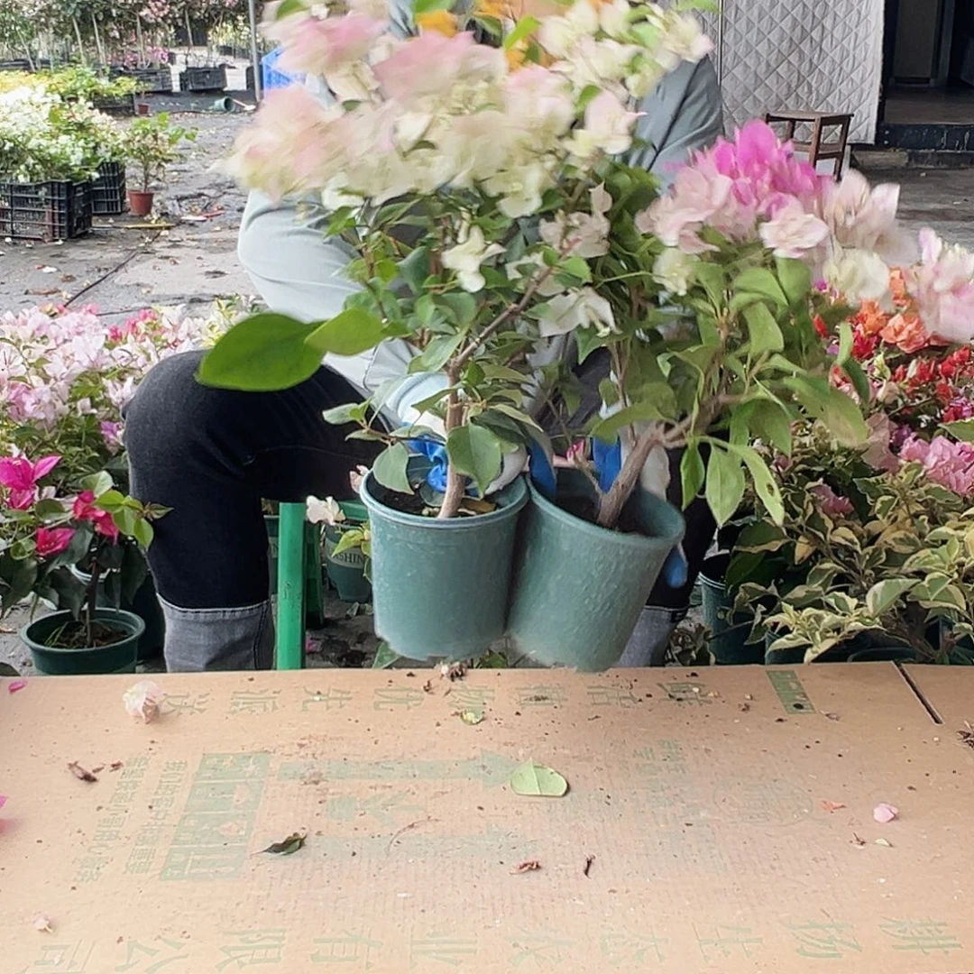 大部分花苞少量开放绿樱，加黄，章红英组合