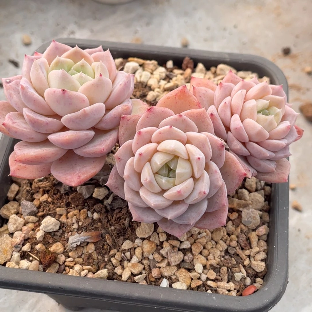 糖心纯爱三头老桩