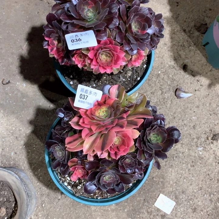 半**过036.037绍修七彩多肉植物