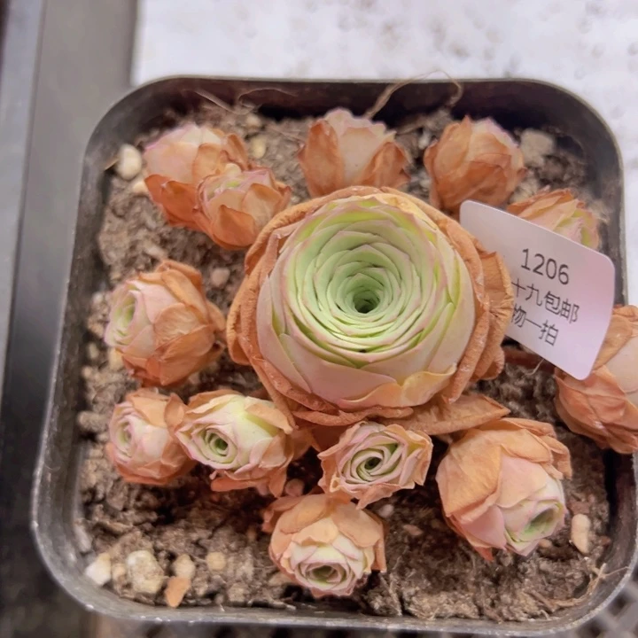 1206 裸根不带土发货不包损油画