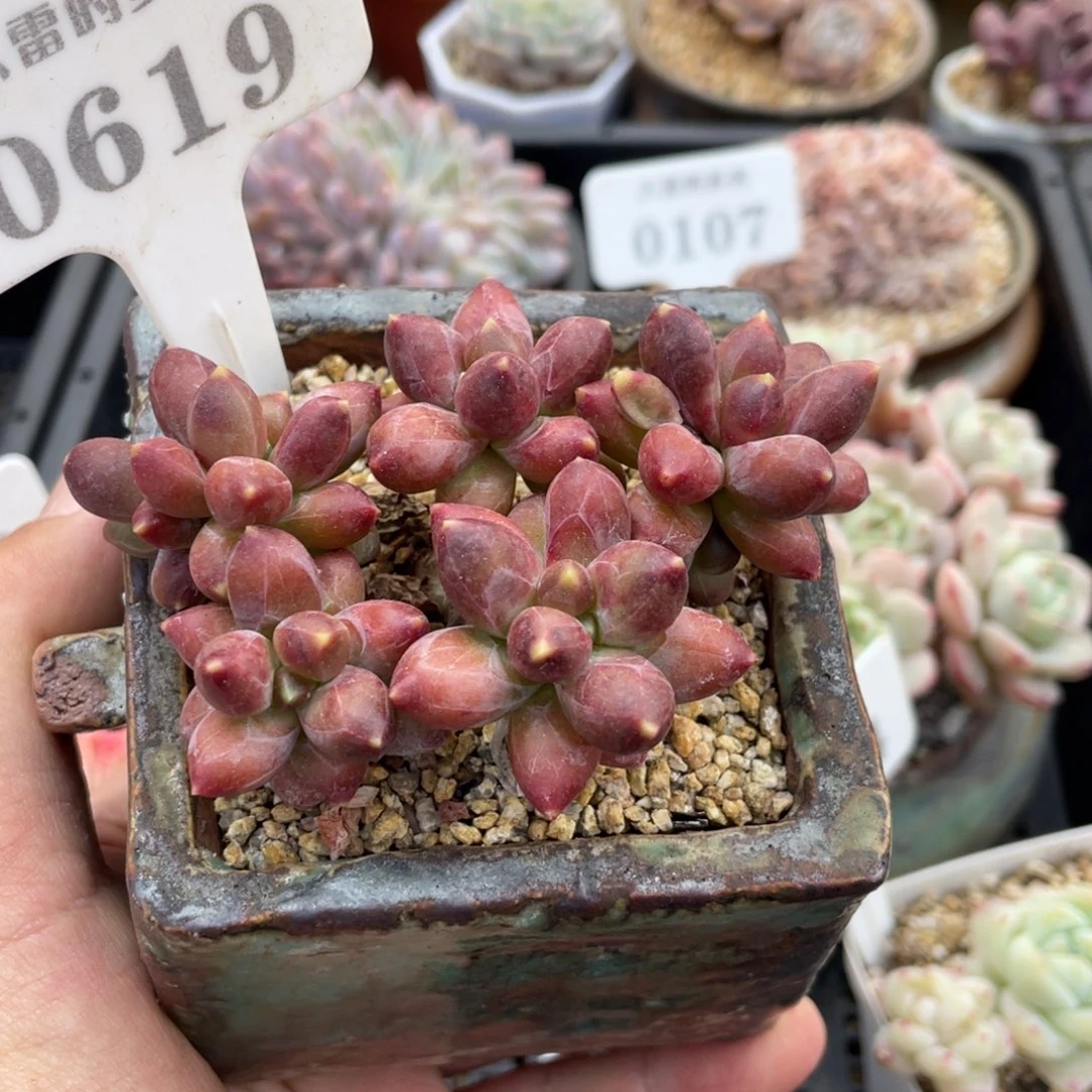 0619千代田不带盆9厘米