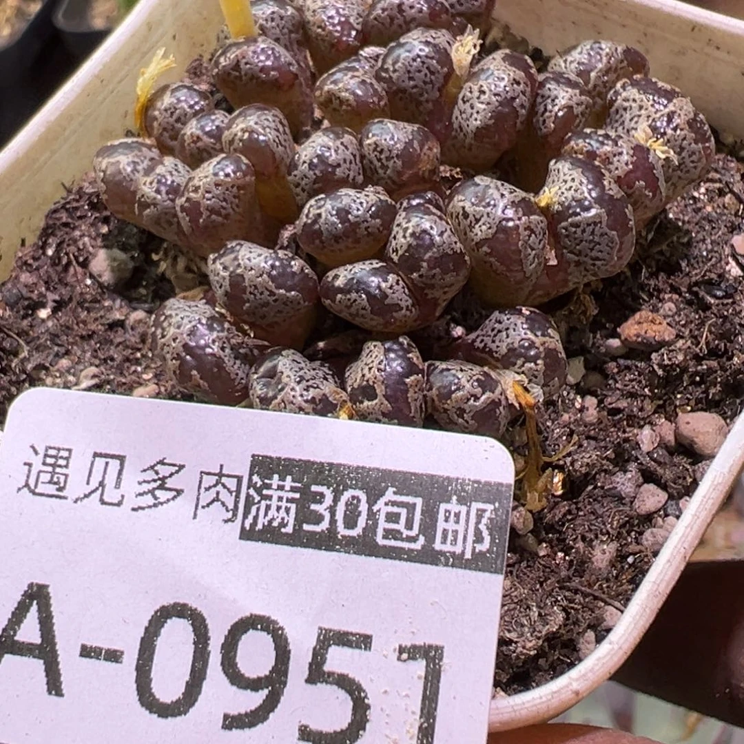 多肉植物111111111111111