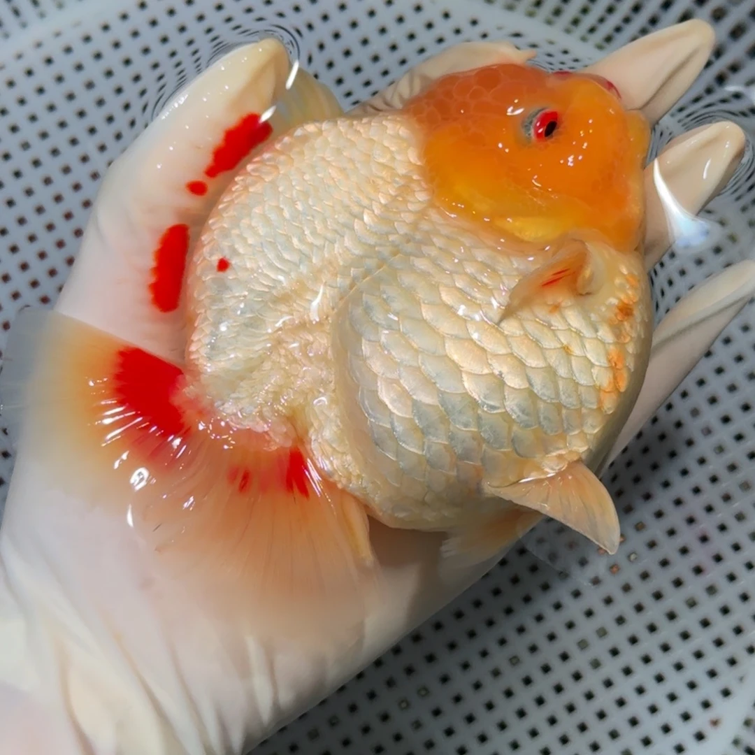 金鱼精品高货短尾将军狮子