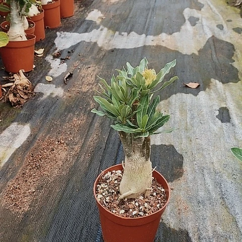 【闪购商品】物****2绿植