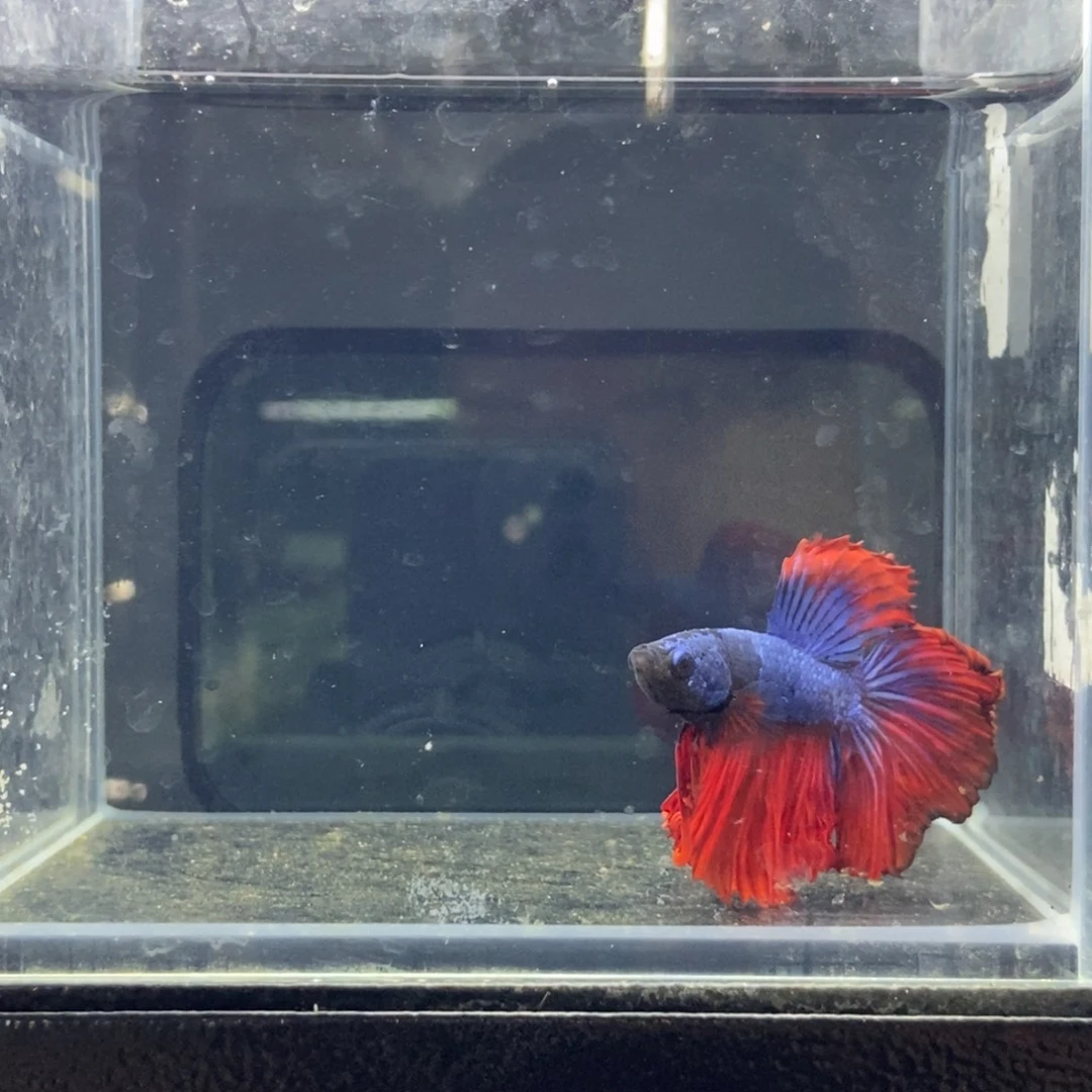 斗鱼包活不包损所见即所得040