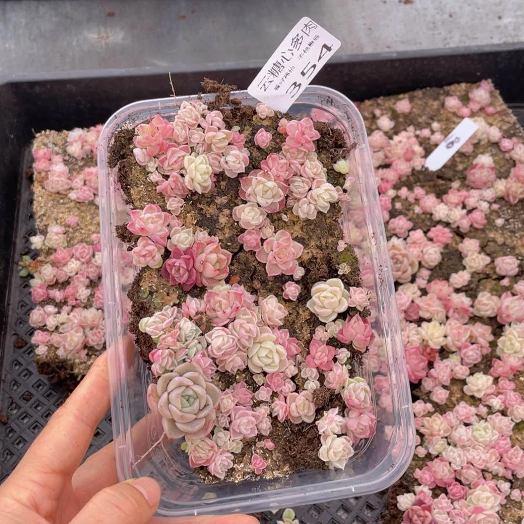 云糖心多肉植物354